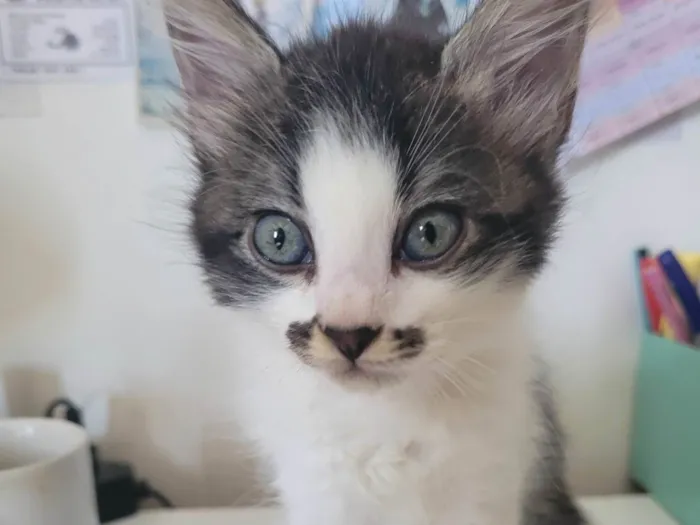 Gato ra a SRD-ViraLata idade Abaixo de 2 meses nome Zuzu