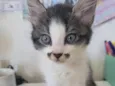 Zuzu