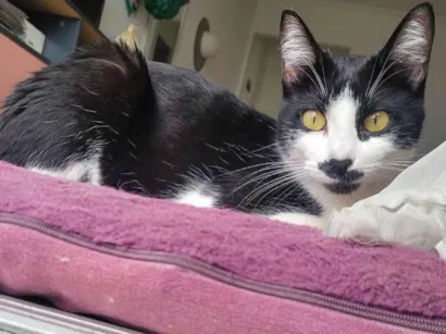 Gato raça SRD-ViraLata idade 2 anos nome Gal Costa