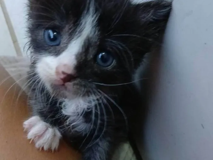 Gato ra a SRD-ViraLata idade Abaixo de 2 meses nome Ainda sem nome