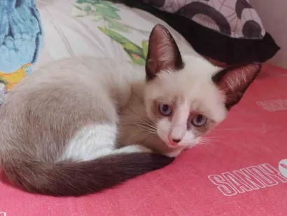 Gato raça Siamês idade 7 a 11 meses nome Sem nome