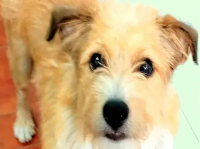 Cachorro raça SRD-ViraLata idade 1 ano nome Timóteo 