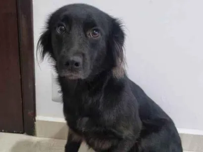 Cachorro raça SRD-ViraLata idade 2 anos nome Fêmea Urgente