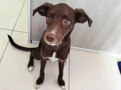 Cachorro raça SRD-ViraLata idade 2 a 6 meses nome Porte P Urgente