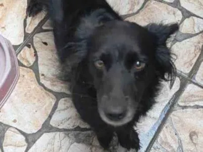 Cachorro raça SRD-ViraLata idade 7 a 11 meses nome Fêmea Urgente