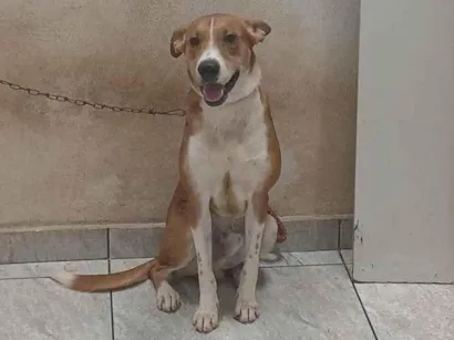 Cachorro raça SRD-ViraLata idade 1 ano nome Adoção Urgente