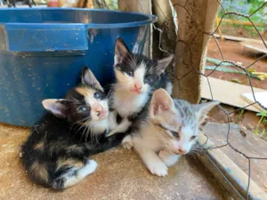 Gato raça SRD-ViraLata idade 2 a 6 meses nome Sem nomes