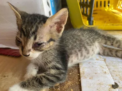 Gato raça SRD-ViraLata idade 2 a 6 meses nome Sem nomes
