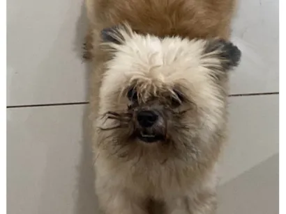 Cachorro raça Shitzu idade 6 ou mais anos nome Toddynho