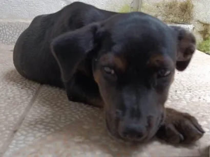 Cachorro raça SRD-ViraLata idade 7 a 11 meses nome Café 