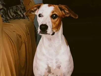 Cachorro raça SRD-ViraLata idade 2 a 6 meses nome Lua