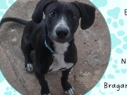 Cachorro raça SRD-ViraLata idade 2 a 6 meses nome Black