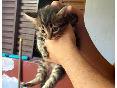 Gato raça SRD-ViraLata idade Abaixo de 2 meses nome Gata fêmea filhote 
