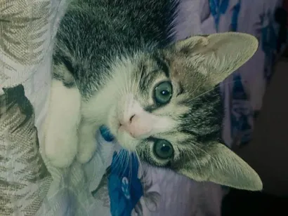 Gato raça SRD-ViraLata idade 2 a 6 meses nome 3 gatas fêmeas 