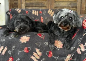 Cachorro raça SRD-ViraLata idade 6 ou mais anos nome Nego é Donzela 