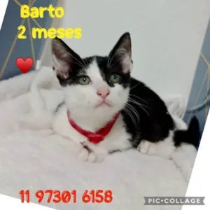 Gato raça SRD-ViraLata idade 2 a 6 meses nome Barto 