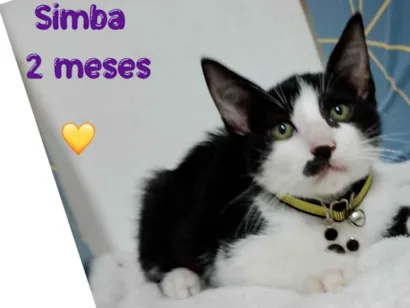 Gato raça SRD-ViraLata idade 2 a 6 meses nome Simba 