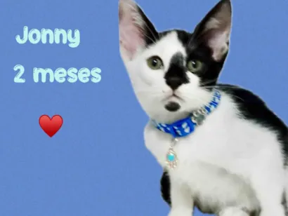 Gato raça SRD-ViraLata idade 2 a 6 meses nome Jonny 