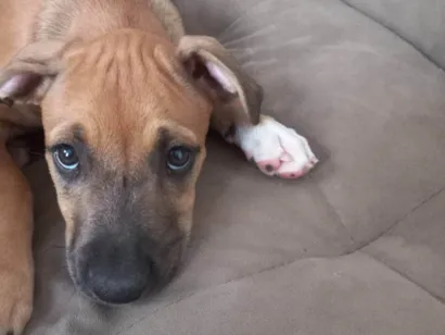 Cachorro raça Pit-Bull idade 2 a 6 meses nome Perola