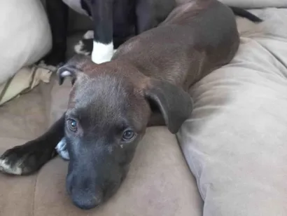Cachorro raça Pit-Bull idade 2 a 6 meses nome Rubi