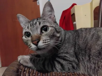 Gato raça SRD-ViraLata idade 3 anos nome Lola