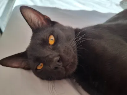 Gato raça SRD-ViraLata idade 2 a 6 meses nome Banguela