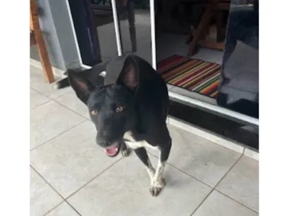 Cachorro raça SRD-ViraLata idade 2 anos nome Nutella 