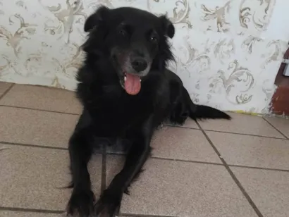 Cachorro raça SRD-ViraLata idade 7 a 11 meses nome Preta