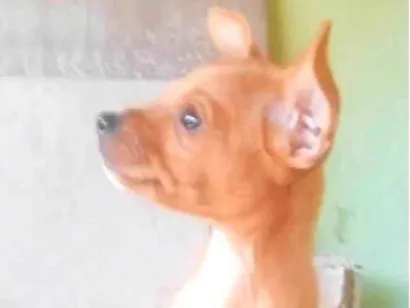 Cachorro raça Fox Terrier idade 2 a 6 meses nome Chumbinho