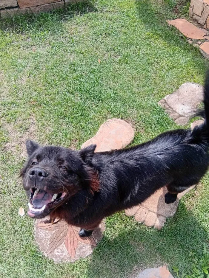 Cachorro ra a Chow Chow idade 7 a 11 meses nome Chow Chow