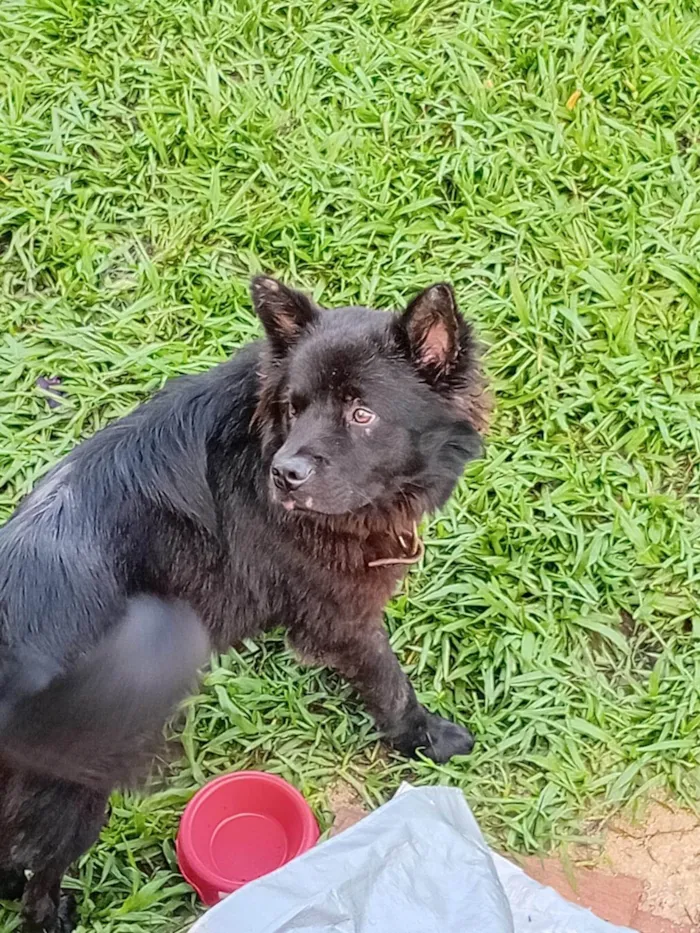 Cachorro ra a Chow Chow idade 7 a 11 meses nome Chow Chow