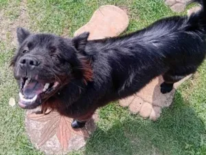 Cachorro raça Chow Chow idade 7 a 11 meses nome Chow Chow