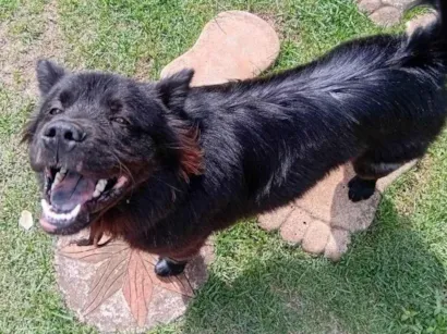 Cachorro raça Chow Chow idade 7 a 11 meses nome Chow Chow