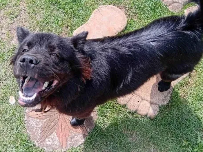 Cachorro ra a Chow Chow idade 7 a 11 meses nome Chow Chow