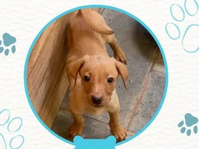 Cachorro raça SRD-ViraLata idade Abaixo de 2 meses nome Sem nome definido