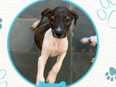 Cachorro raça SRD-ViraLata idade Abaixo de 2 meses nome Sem nome definido