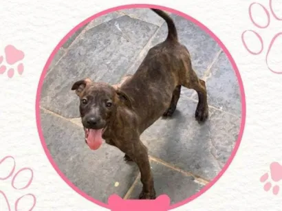 Cachorro raça SRD-ViraLata idade Abaixo de 2 meses nome Sem nome definido