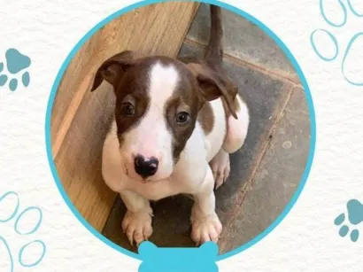 Cachorro raça SRD-ViraLata idade Abaixo de 2 meses nome Sem nome definido