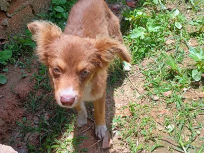 Cachorro raça SRD-ViraLata idade 7 a 11 meses nome Mel 