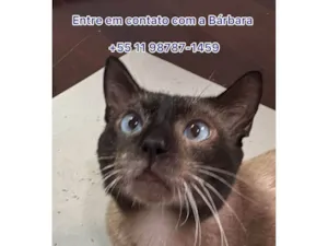 Gato raça SRD-ViraLata idade 2 a 6 meses nome Porte P Urgente