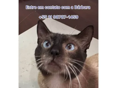 Gato raça SRD-ViraLata idade 2 a 6 meses nome Porte P Urgente