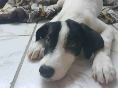 Cachorro raça SRD-ViraLata idade 2 a 6 meses nome Filhotes Urgente