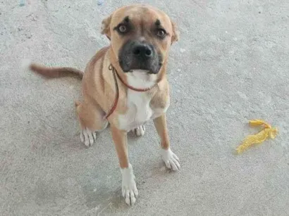 Cachorro raça SRD-ViraLata idade 7 a 11 meses nome Thor Urgente