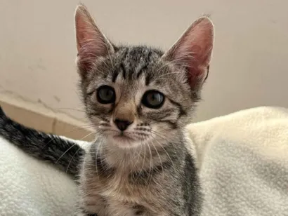 Gato raça SRD-ViraLata idade 2 a 6 meses nome TIGRINHA