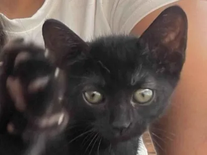 Gato raça SRD-ViraLata idade 2 a 6 meses nome NEGRINHA