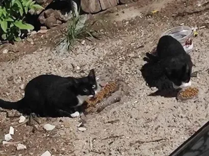 Gato raça SRD-ViraLata idade 2 a 6 meses nome Gatos Urgente