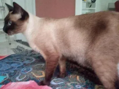 Gato raça Siamês idade 7 a 11 meses nome Adoção Urgente