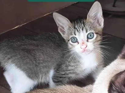 Gato raça SRD-ViraLata idade 2 a 6 meses nome MENININHA