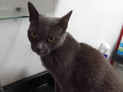 Gato raça SRD-ViraLata idade 3 anos nome MARILDA