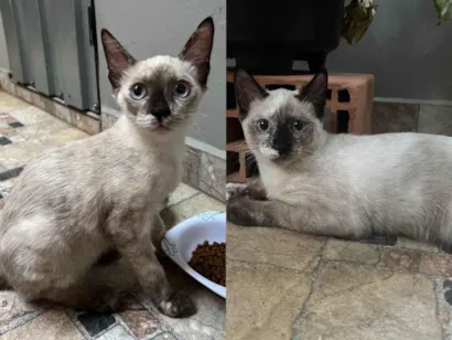Gato raça SRD-ViraLata idade 7 a 11 meses nome 2 Fêmeas Urgente